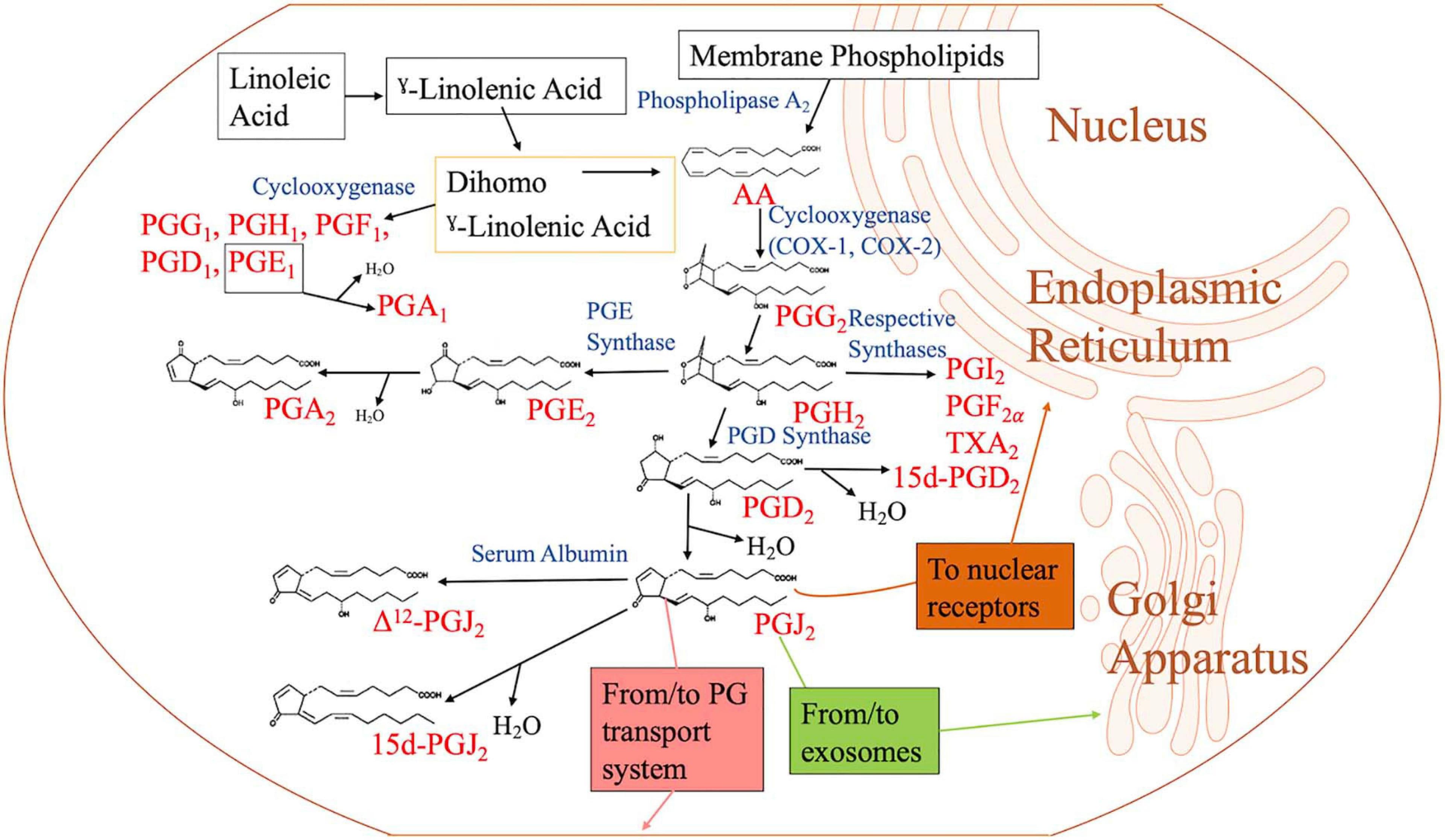 Structure and effects of prostaglandins, Frontiers | Cyclopentenone Prostaglandins: Biologically Active Lipid Mediators Targeting ...