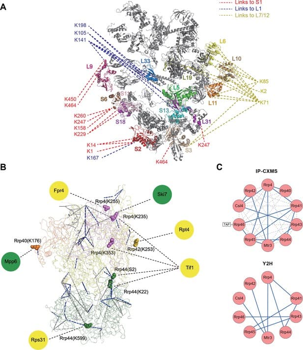 Protein-protein interaction networks, Figures and data in Trifunctional cross-linker for mapping protein-protein interaction networks ...