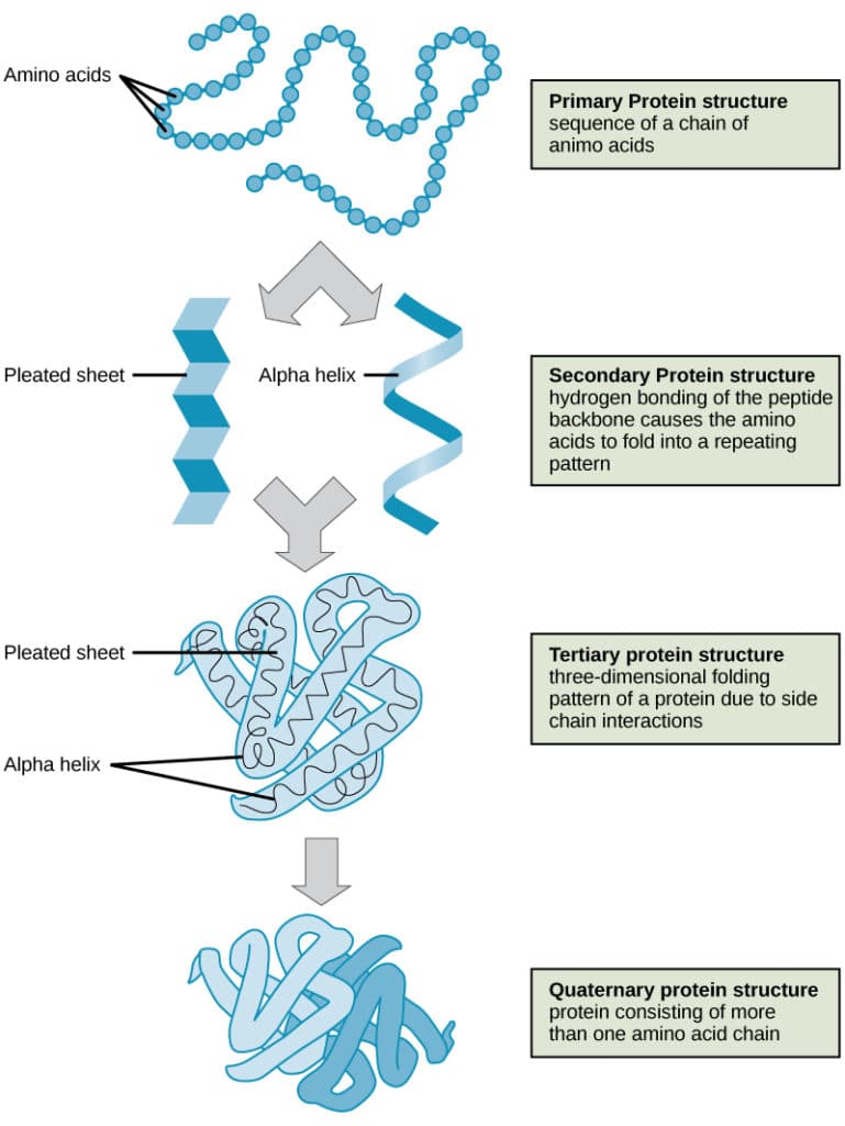 Protein structure-function relationship, Proteins | Biology for Non-Majors I