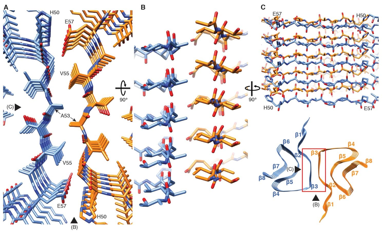 Protein structure databases, Cryo-EM structure of alpha-synuclein fibrils | eLife
