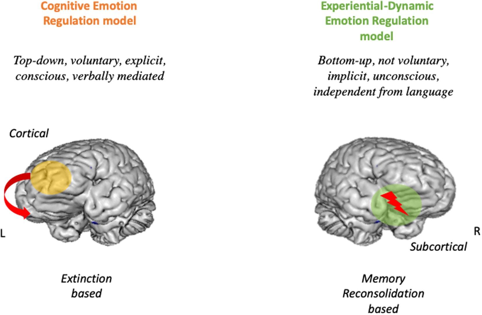 Psychological mechanisms of film emotions, Frontiers | A Dual Route Model for Regulating Emotions: Comparing Models, Techniques and ...