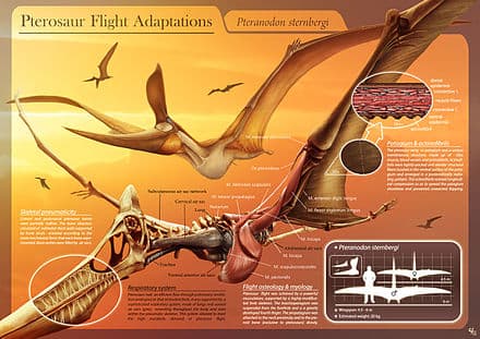 Pterosaurs vs other flying reptiles, Pterosaur - Wikipedia