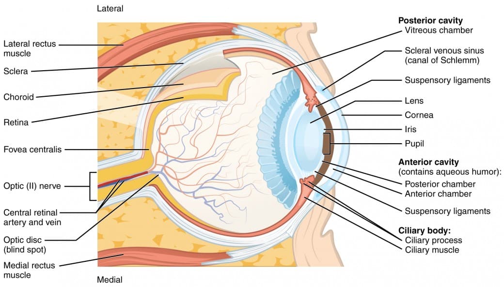 Pupil, iris, retina, Vision | Anatomy and Physiology I