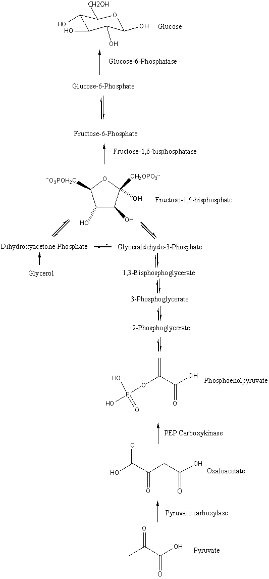 Purpose of gluconeogenesis, Gluconeogenesis - Wikipedia