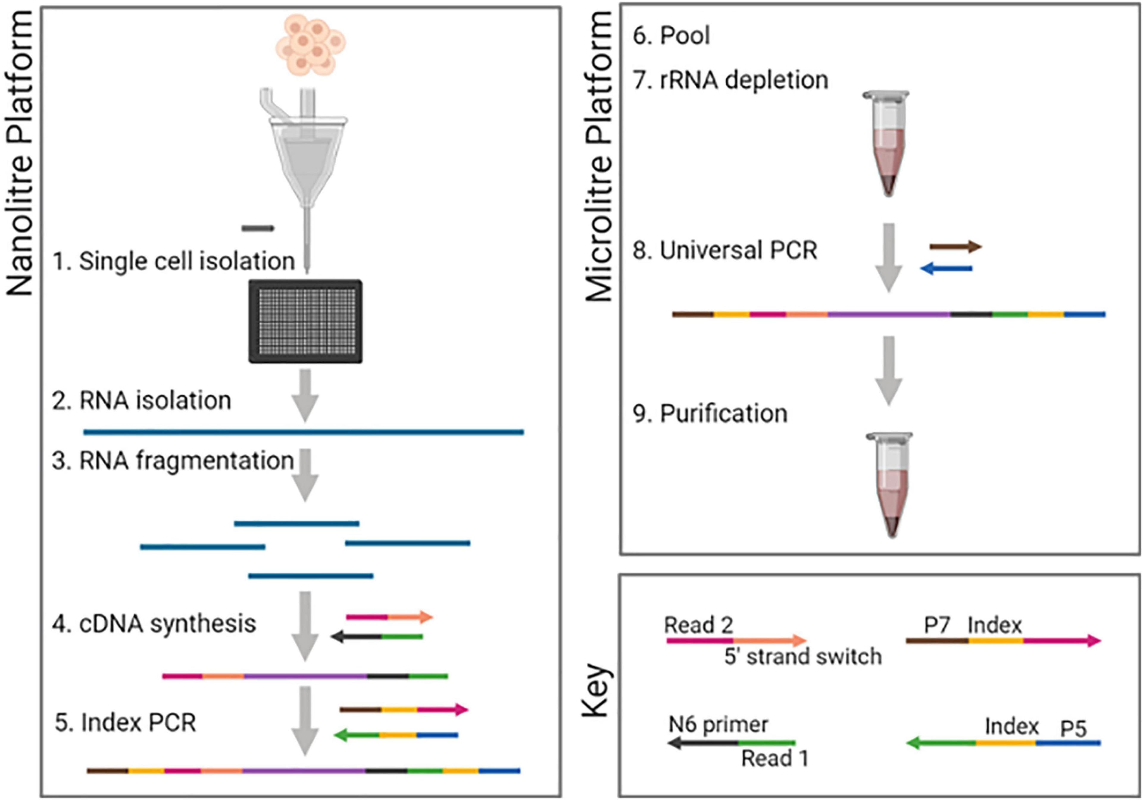 Sample preparation, Frontiers | A Scalable Strand-Specific Protocol Enabling Full-Length Total RNA Sequencing From ...