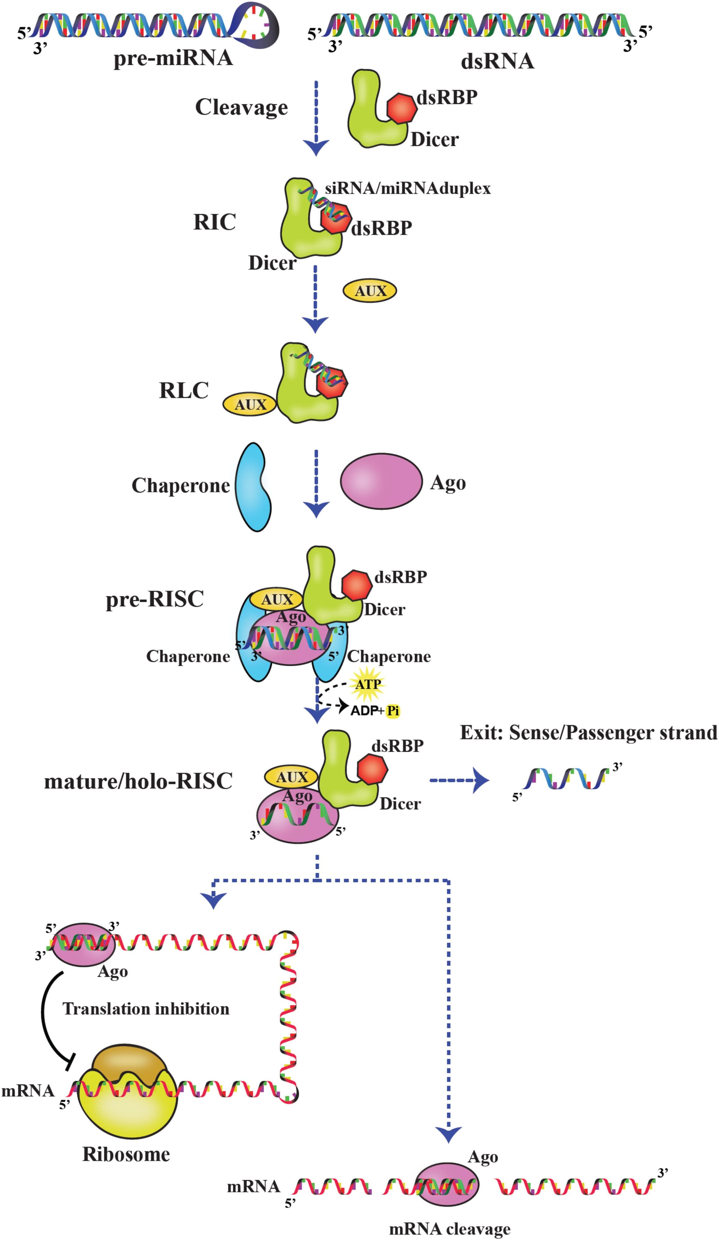 RNAi Pathway Components and Process, Frontiers | A Glimpse of “Dicer Biology” Through the Structural and Functional Perspective