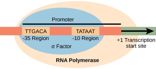 RNA Polymerase and Promoter Recognition, Prokaryotic Transcription – Biology 2e Part I, 2nd edition