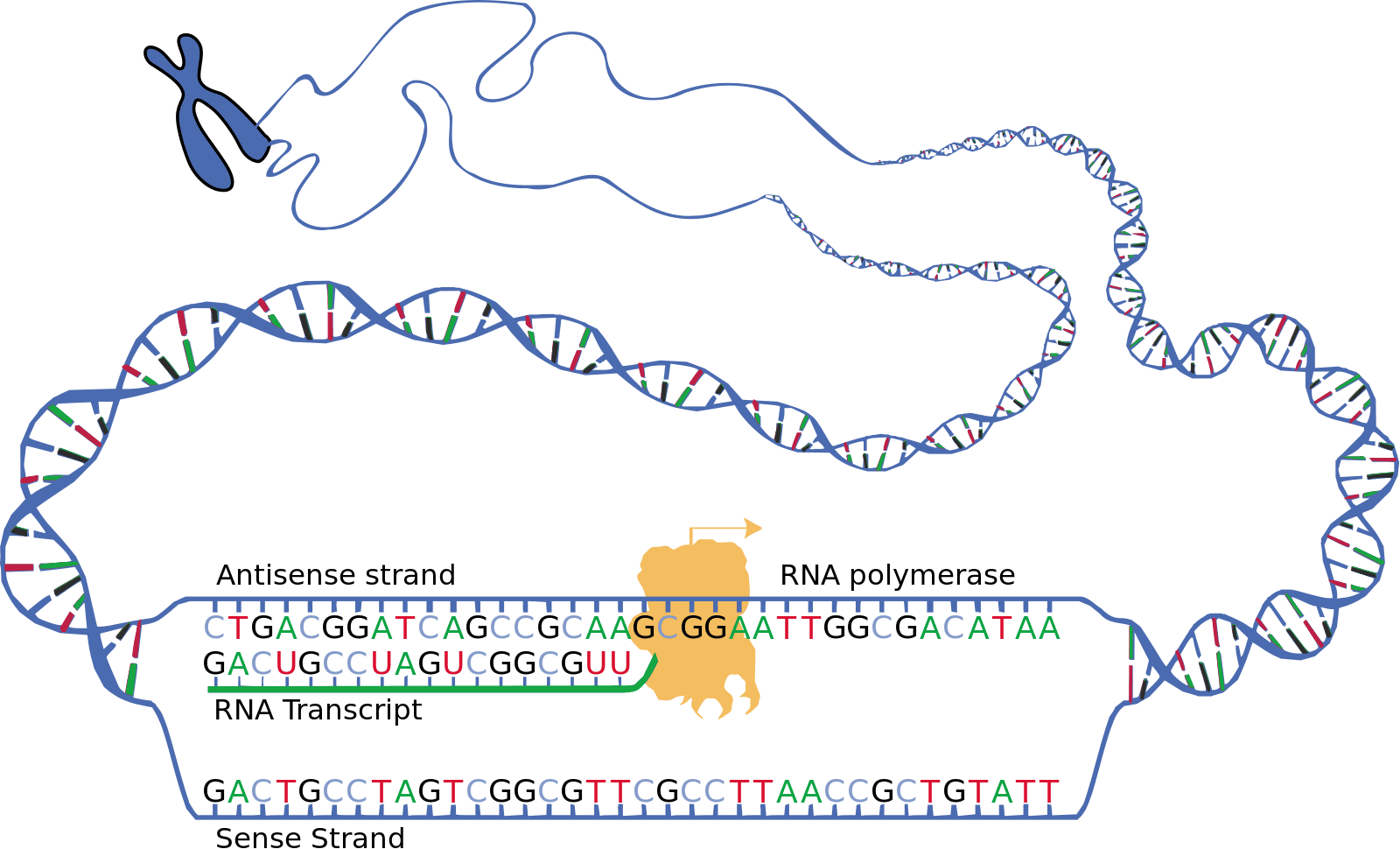 RNA Polymerase and Promoter Recognition, Transcription: from DNA to mRNA – Mt Hood Community College Biology 102