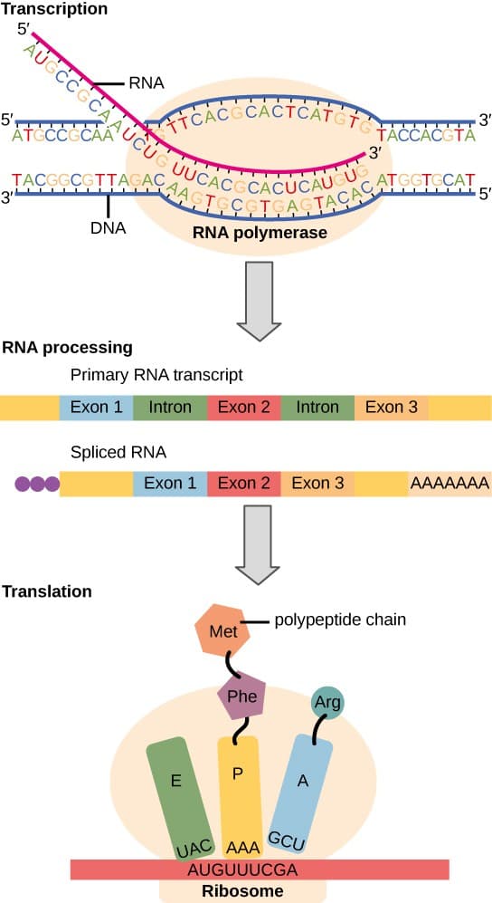 Role of RNA polymerase in transcription, Prokaryotic Transcription | OpenStax: Biology
