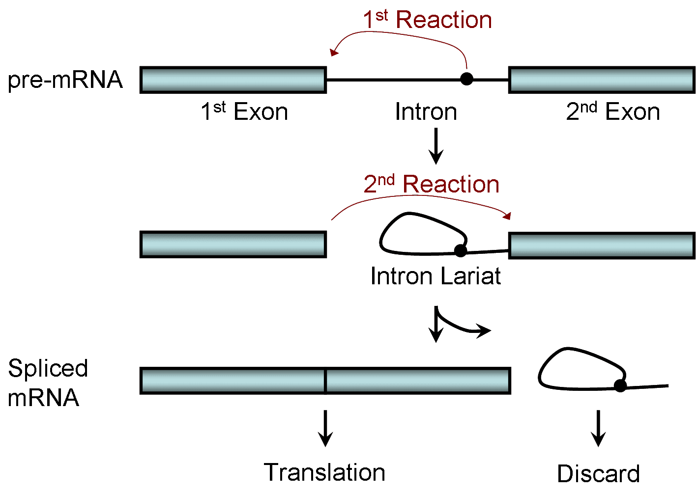 Post-transcriptional modification process, RNA splicing - wikidoc