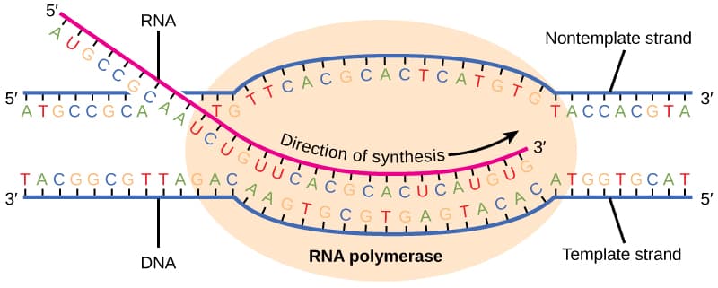 Process of RNA synthesis, Transcription · Concepts of Biology