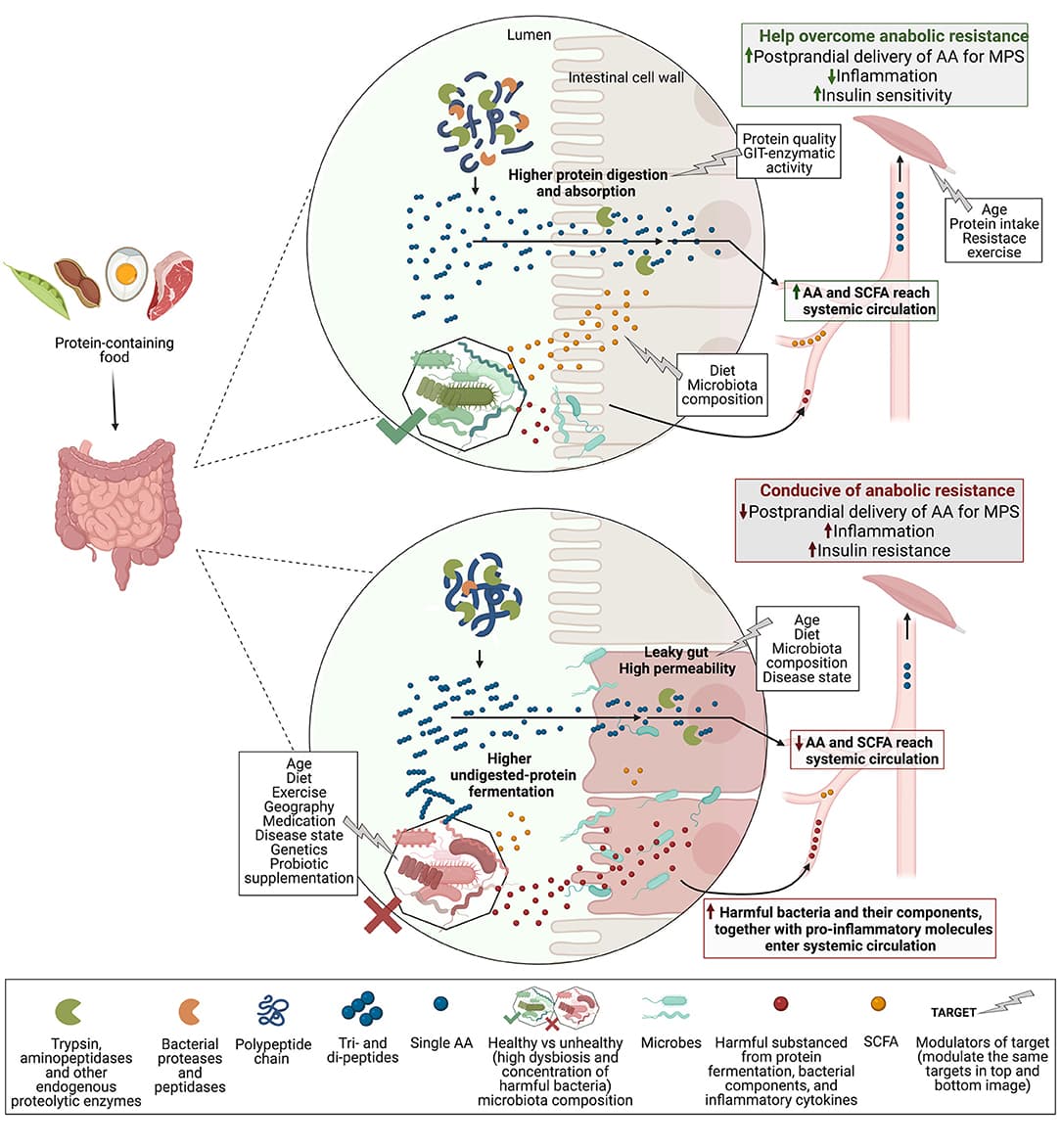 Recent advancements in nutrition science, Frontiers | Targeting the Gut Microbiota to Improve Dietary Protein Efficacy to Mitigate Sarcopenia