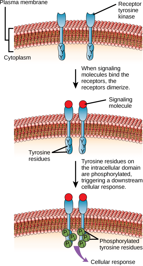 Structure and Function of RTKs, Signaling Molecules and Cellular Receptors | Biology for Majors I