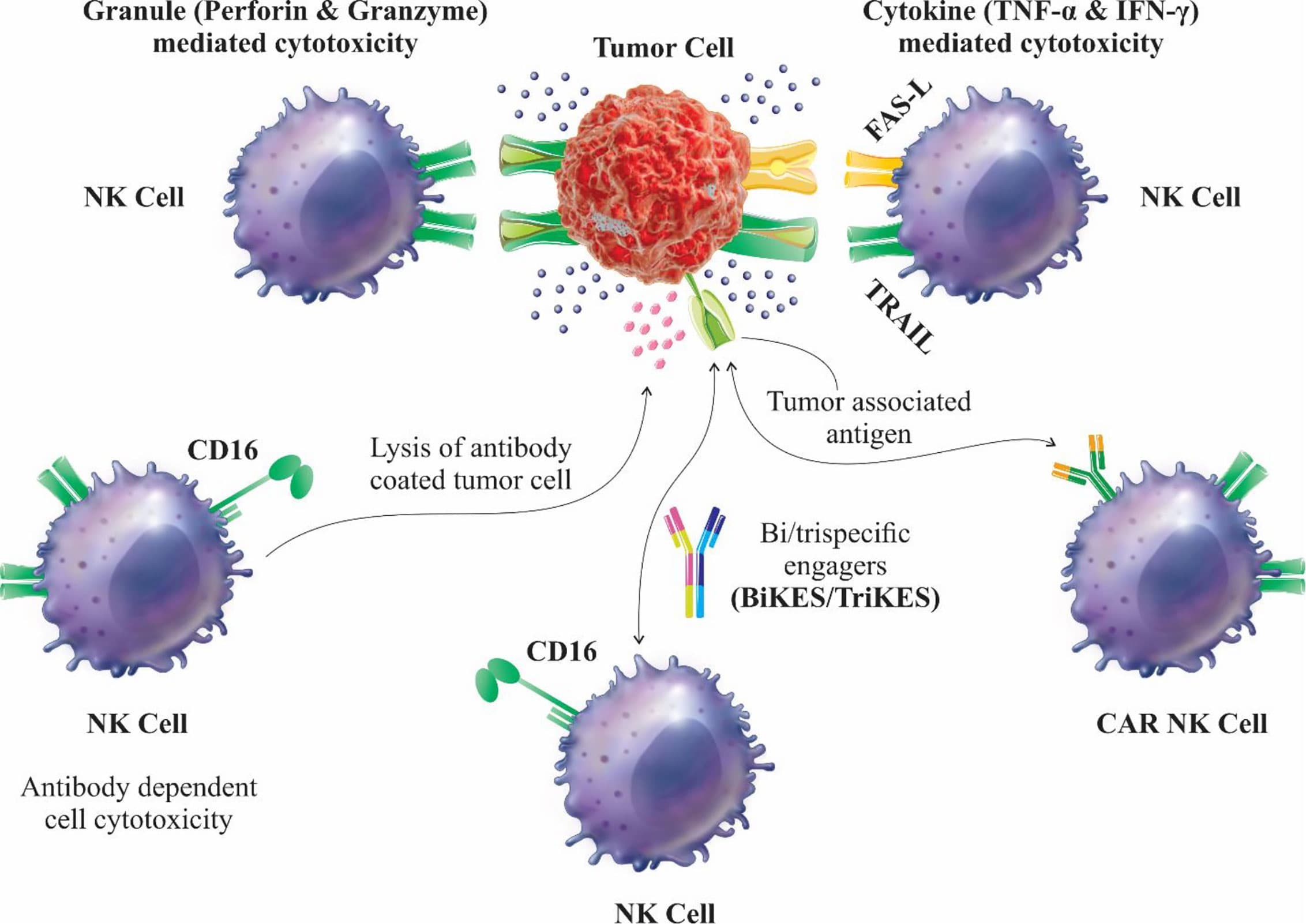 Recognition of cancer cells, Frontiers | CAR-NK Cell: A New Paradigm in Tumor Immunotherapy