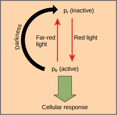 Red and blue light in plant growth, Plant Responses to Light | Biology I
