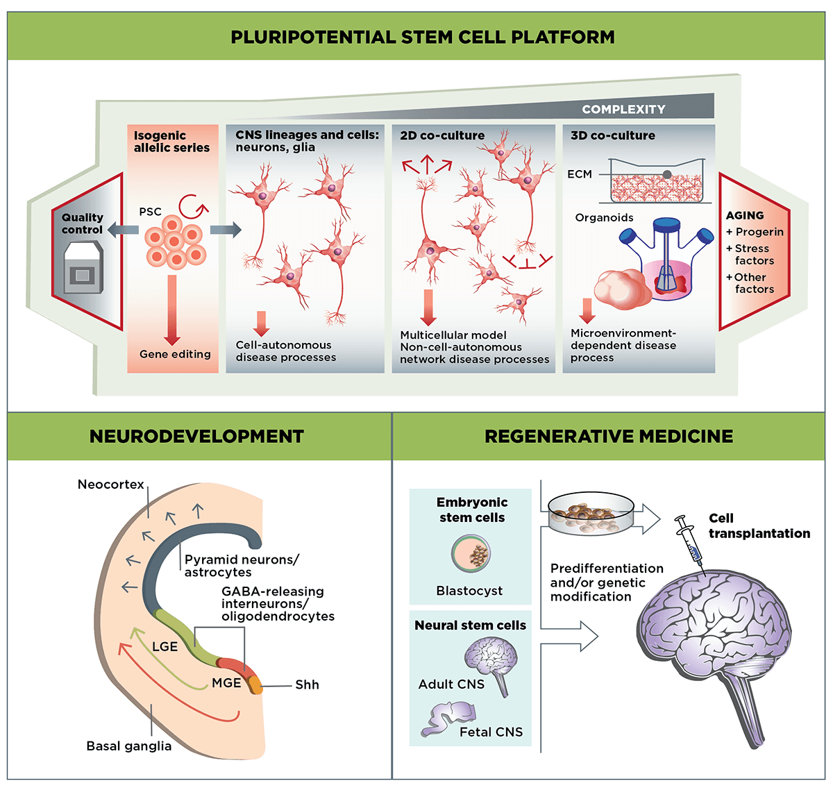 Fundamental Concepts and Objectives, Stem Cells & Regenerative Medicine MFA | CHDI Foundation