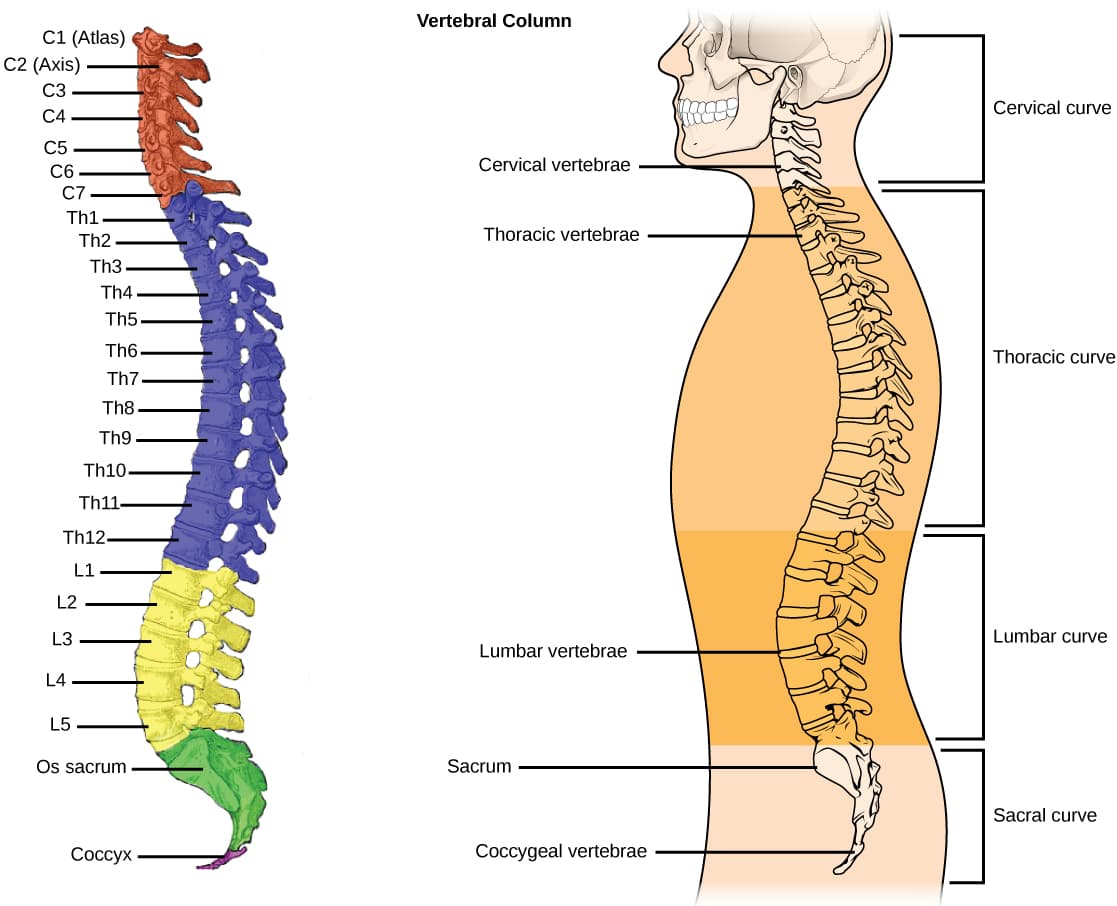 Regions of vertebral column, Types of Skeletal Systems · Biology