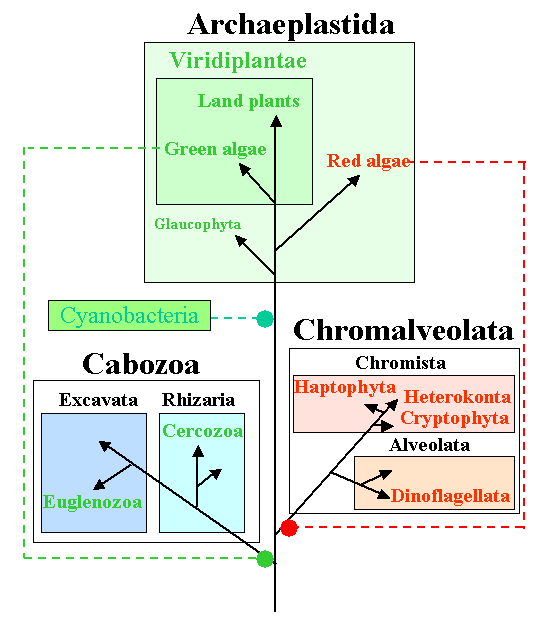 Relevance of algae in microbiology, Algae - wikidoc