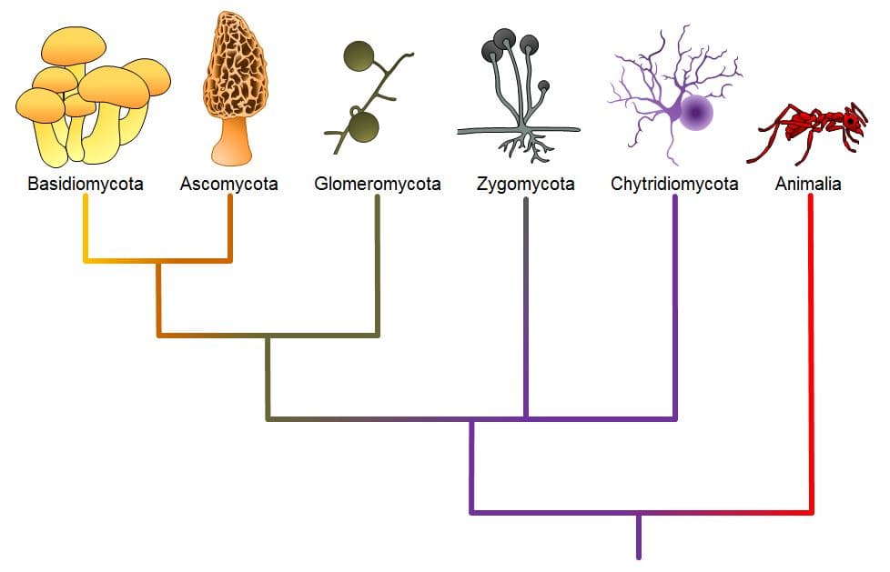 Relevance of fungi in microbiology, Classifications of Fungi | OpenStax Biology 2e
