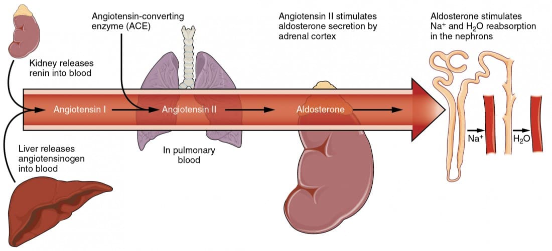 Renal dysfunction impairs fluid balance, The Urinary System and Homeostasis – Water and Electrolyte balance. | BIO103: Human Biology