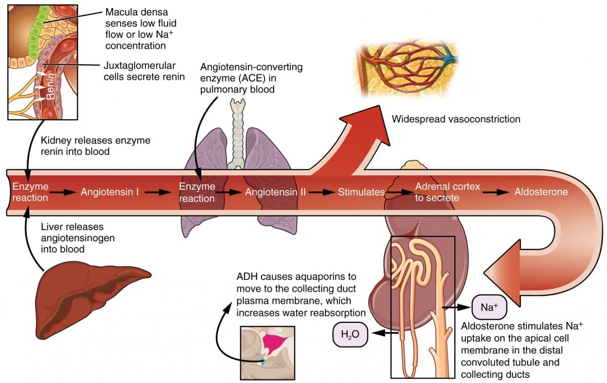 Renin-angiotensin-aldosterone system in heart failure, Microscopic Anatomy of the Kidney | Anatomy and Physiology II