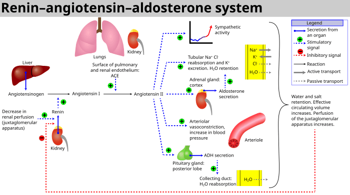 Renin-angiotensin mechanism and GFR control, Renin–angiotensin system - Wikipedia
