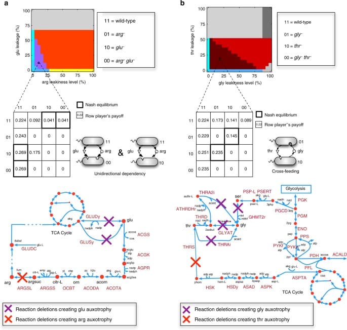Understanding Replicator Dynamics, Genome-driven evolutionary game theory helps understand the rise of metabolic interdependencies ...