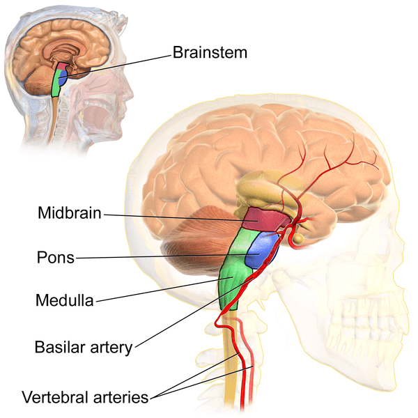 Respiratory centers in the brainstem, The Brain Stem | Boundless Anatomy and Physiology