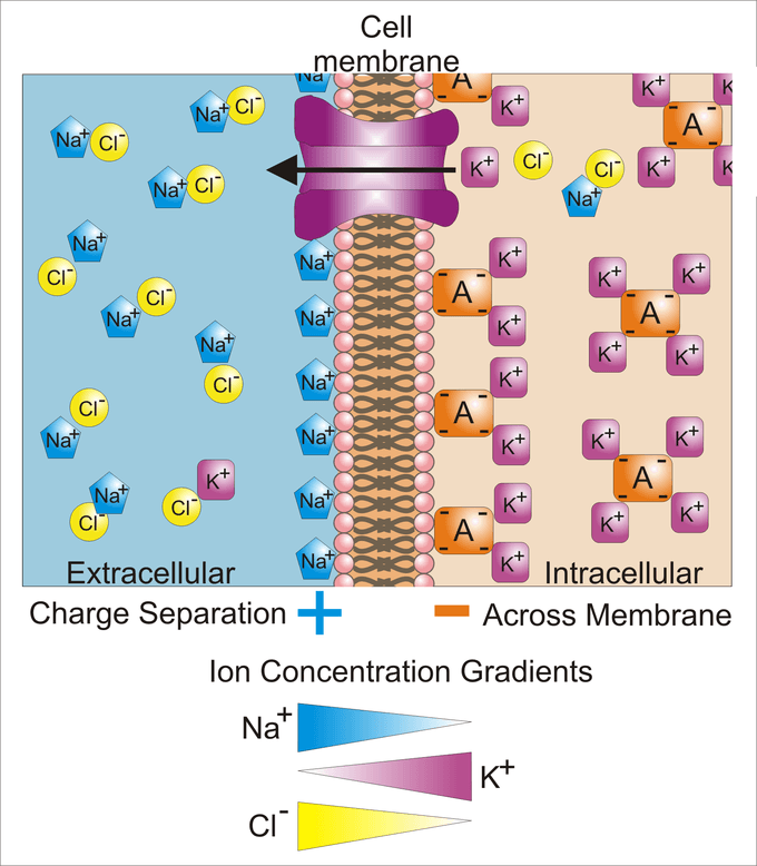 Resting membrane potential significance, Neurophysiology | Anatomy and Physiology I