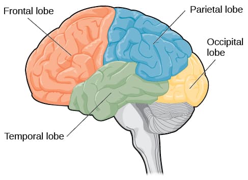 Retrograde vs anterograde amnesia, The Brain and Spinal Cord | Introduction to Psychology