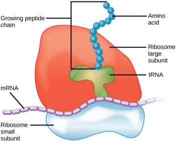 Composition of Ribosomal Subunits, Ribosomes – Principles of Biology