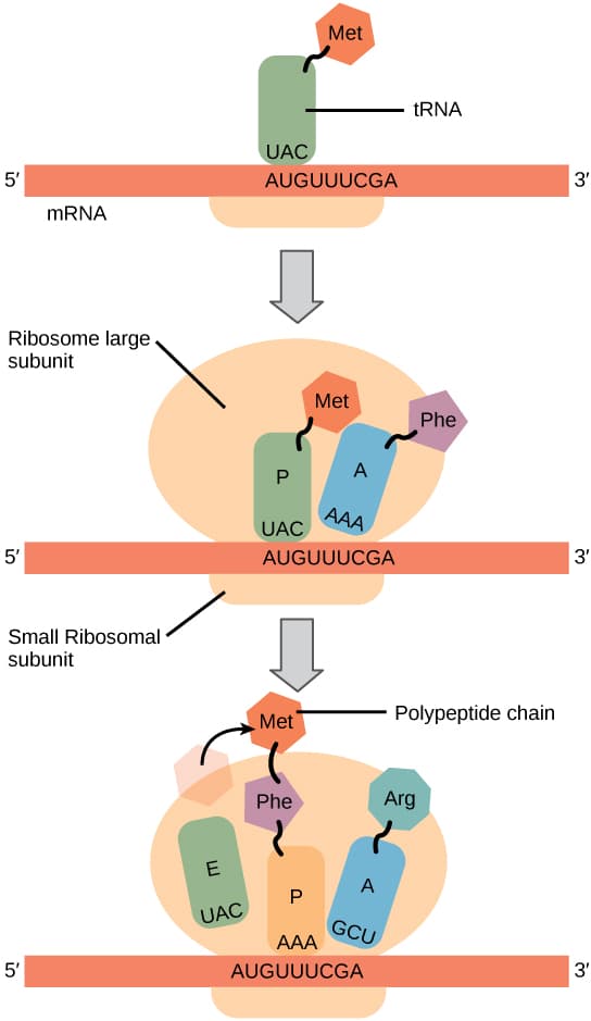 Ribosome Composition and Function, Translation · Concepts of Biology