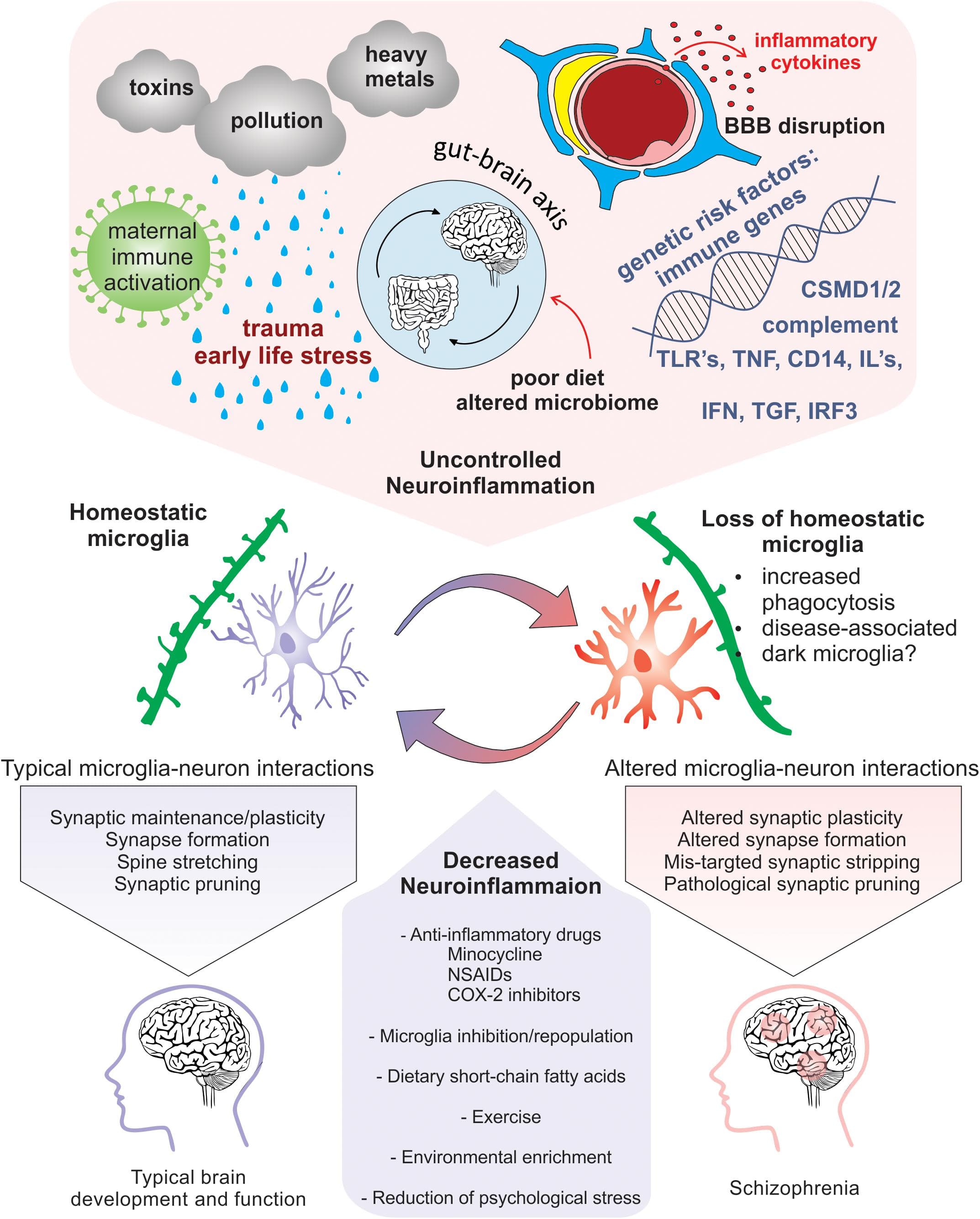 Risk factors for schizophrenia, Frontiers | The Inflamed Brain in Schizophrenia: The Convergence of Genetic and Environmental ...