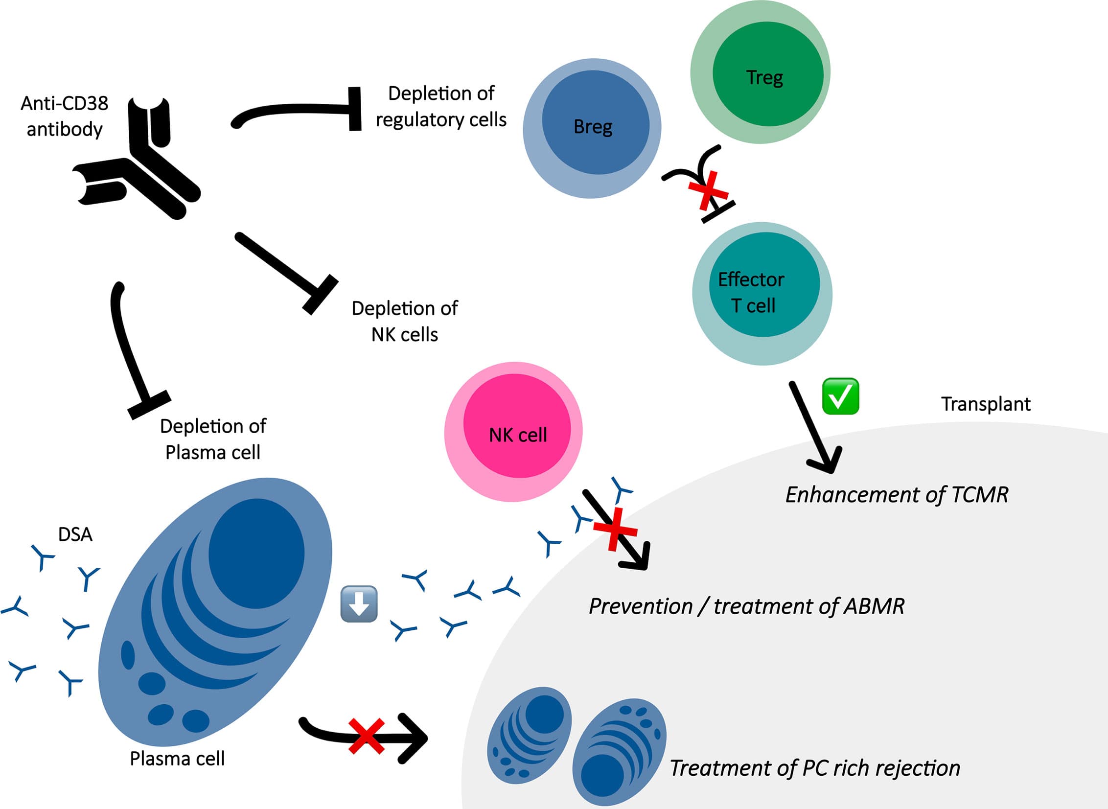 Role of HLAs in transplantation, Frontiers | HLA Desensitization in Solid Organ Transplantation: Anti-CD38 to Across the ...