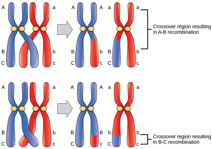 Role of genes in development, Mapping Genomes | Boundless Biology