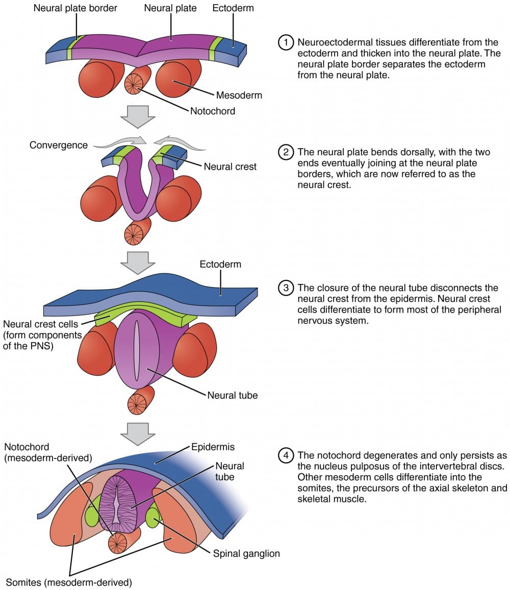 Role of the Notochord in Neural Induction, Embryonic Development | Anatomy and Physiology II