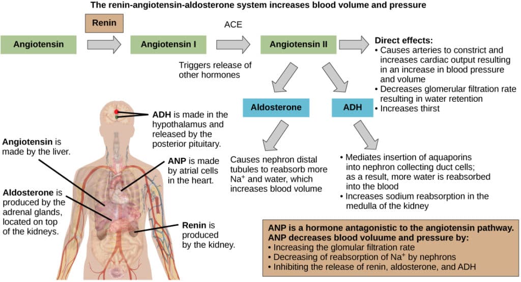 Role of osmolality in fluid balance, Hormonal Control of Osmoregulatory Functions | Biology for Majors II
