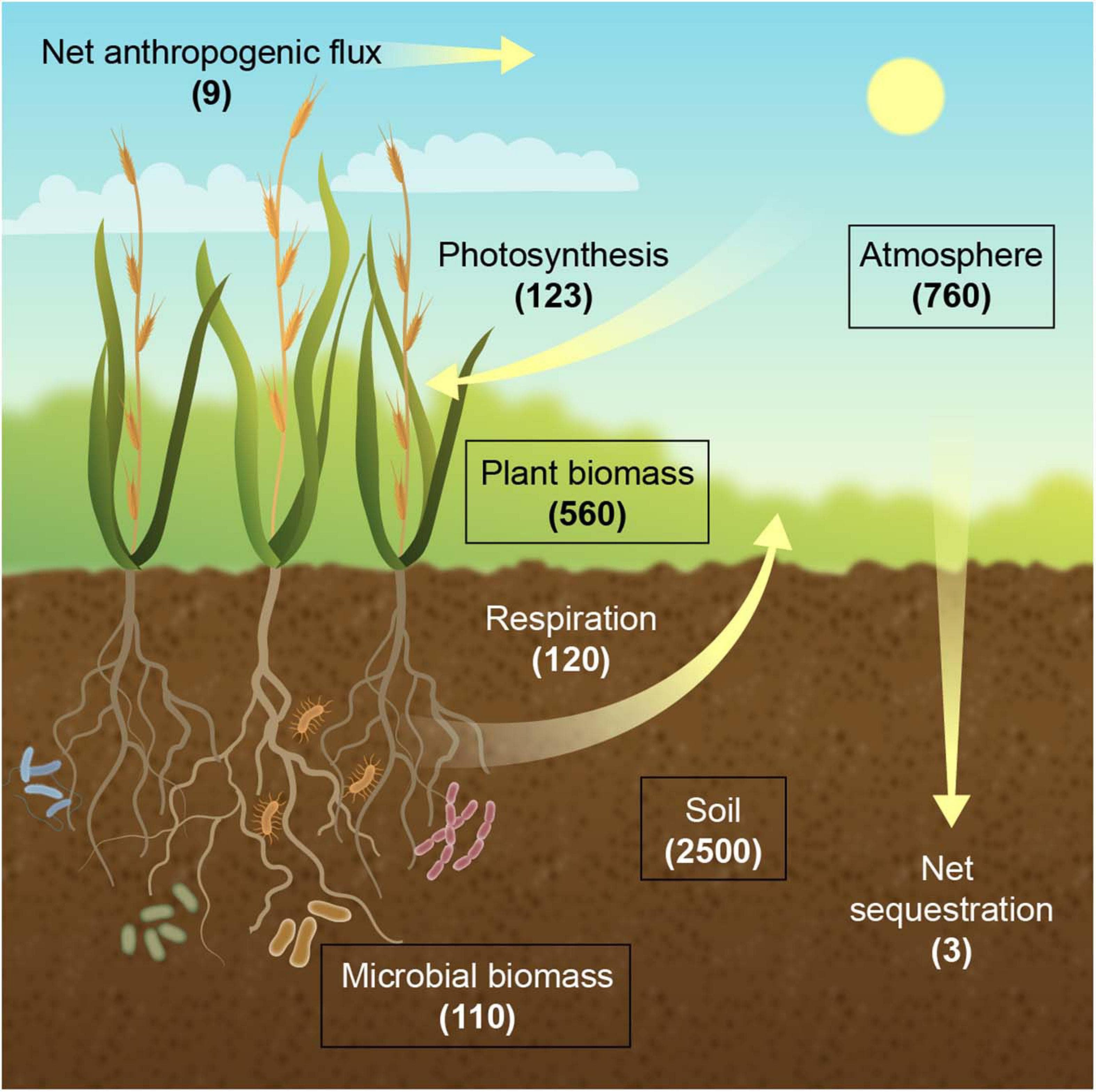Role of plants in ecosystems, Frontiers | Crops for Carbon Farming
