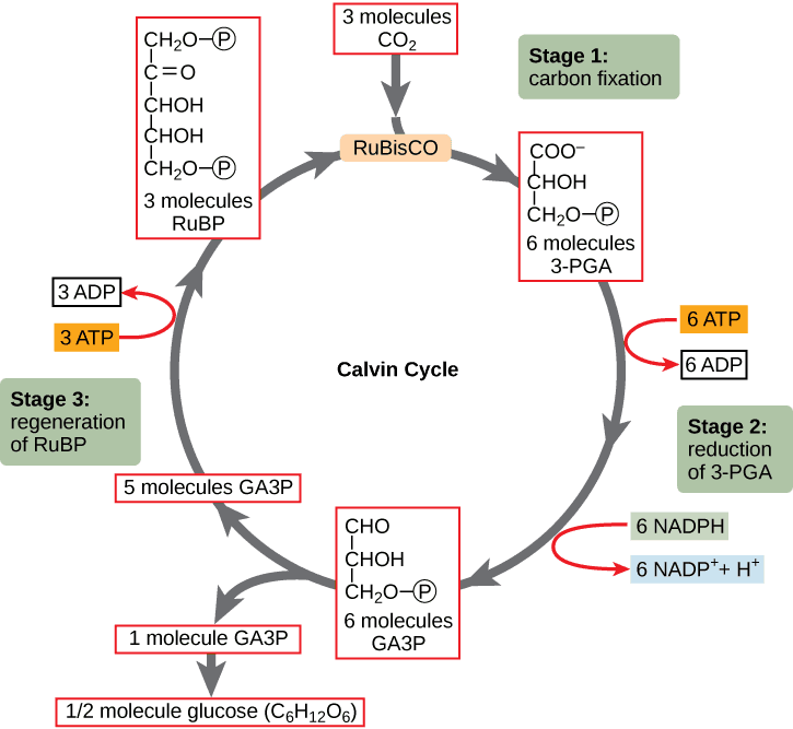RuBisCO's Role in Carbon Fixation, Photosynthesis | Biology for Majors I