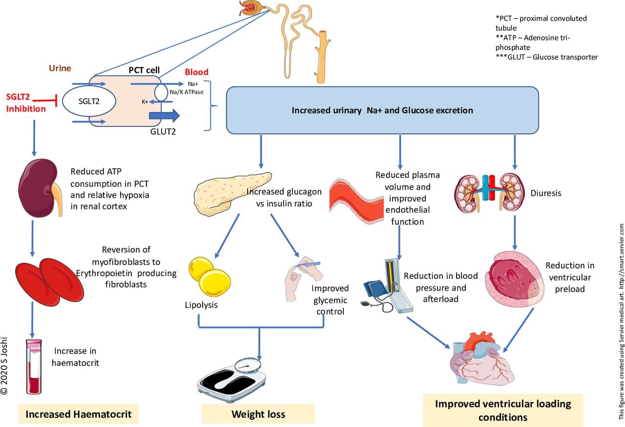 Mechanism of SGLT2 inhibitors, Sodium-glucose co-transporter 2 inhibitor therapy: mechanisms of action in heart failure | Heart