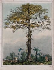 Seed fiber plants, Kapok or silk cotton tree (Ceiba pentandra) growing by a village in Surinam. Coloured lithograph ...