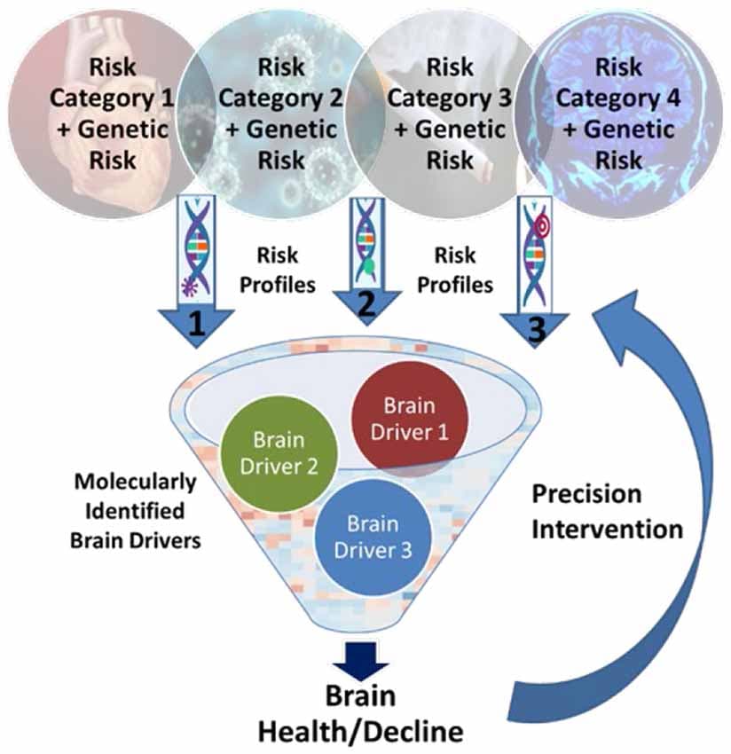 Optimizing Strengths and Adapting to Limitations, Frontiers | Precision Aging: Applying Precision Medicine to the Field of Cognitive Aging