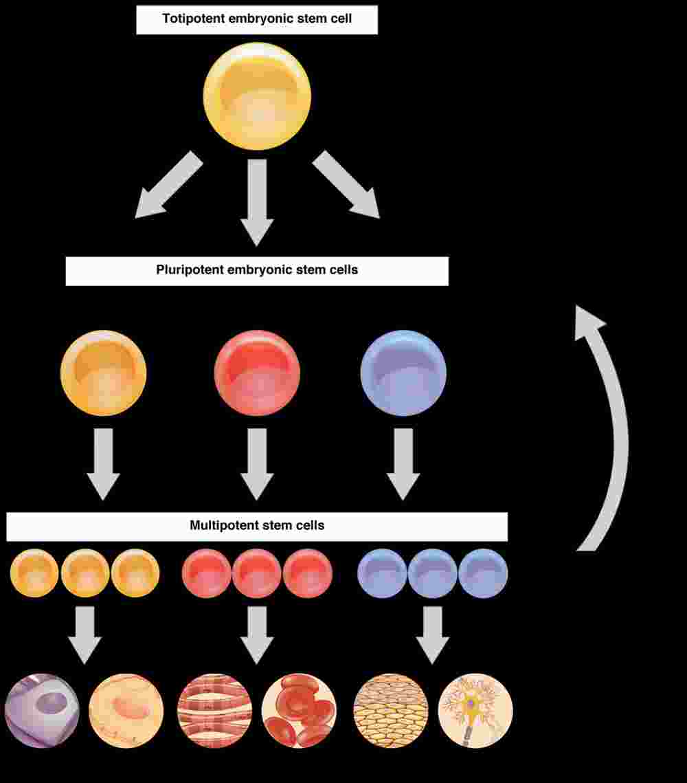 Self-renewal and differentiation capacity, Cellular Differentiation | Anatomy and Physiology I