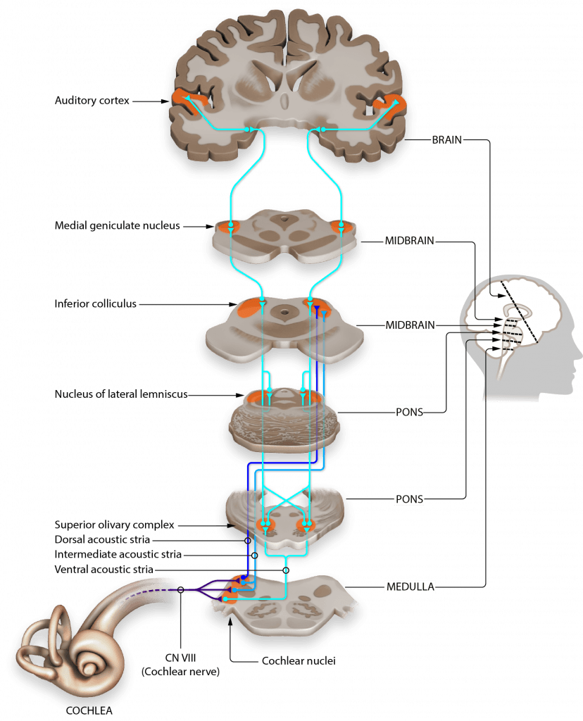 Sensation vs perception, Auditory Pathways to the Brain – Introduction to Sensation and Perception