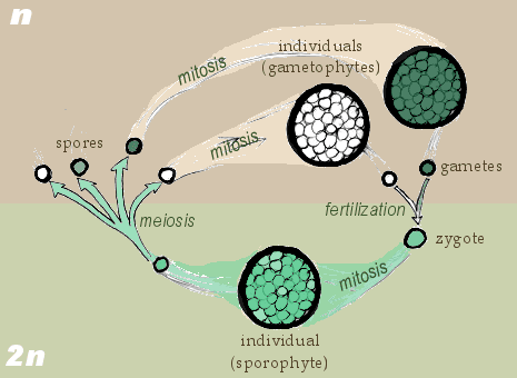 Sexual and Asexual Reproduction, Sexual Reproduction | Boundless Biology