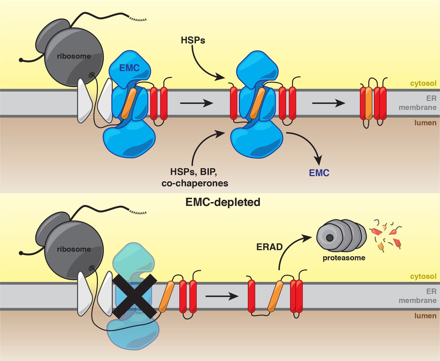 Signal Sequences and Recognition, Figures and data in The ER membrane protein complex interacts cotranslationally to enable ...