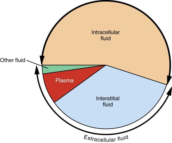 Significance of fluid volume, Body Fluids and Fluid Compartments | Anatomy and Physiology II