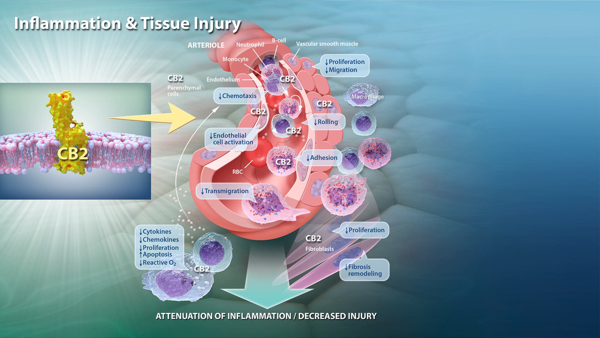 Signs and causes of inflammation, Inflammation & Tissue Injury - Phytecs
