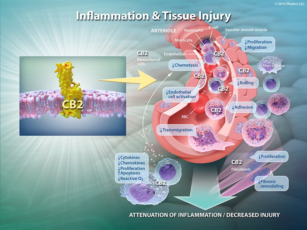Signs of tissue inflammation, Inflammation & Tissue Injury - Phytecs