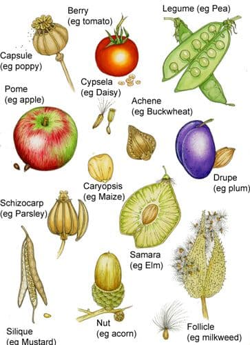 Simple vs aggregate vs multiple fruits, SUB-TOPIC:CLASSIFICATION OF FRUITS